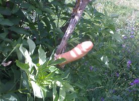 last summer i backed onto this cock tree and loved it ,should i back onto y...