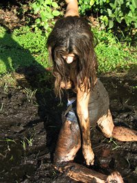 Taylor getting dirty in the mud... just to clarify an earlier comment, we l...