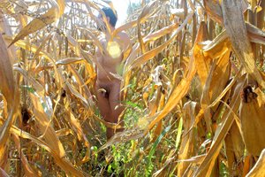 Corn's almost ready, and will be gone soon, so I had to take advantage of t...