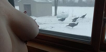 Teasing the Turkeys this morning