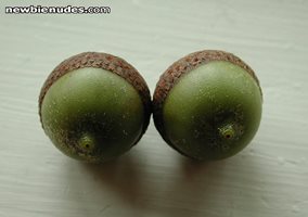 Isabel's acorns