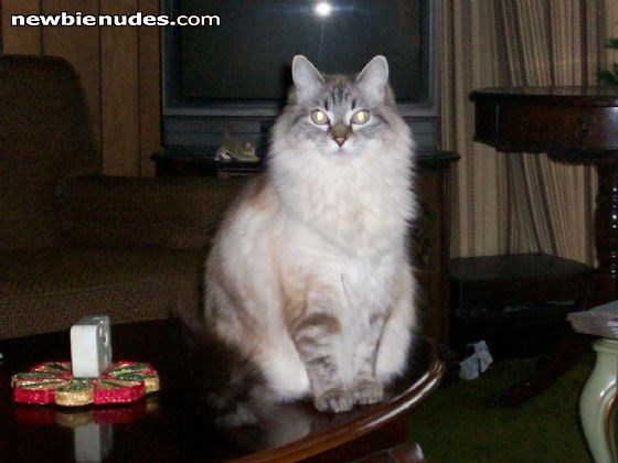 My Cat in her Birthday Suit