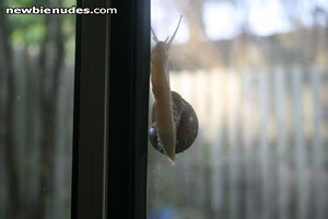 Ever feel like your being watched? A peeping escargot at our window.