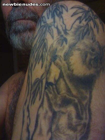 Left shoulder, Koala in eucalyptus tree