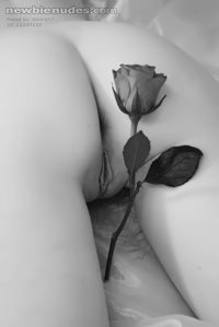 Pick my Rose