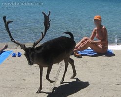 I do not know if this Croatian deer was only curious or horny? LOL