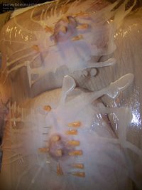 plastic wrapped, needled, and sealed with wax......